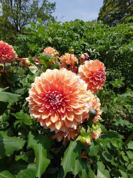 Flower Land