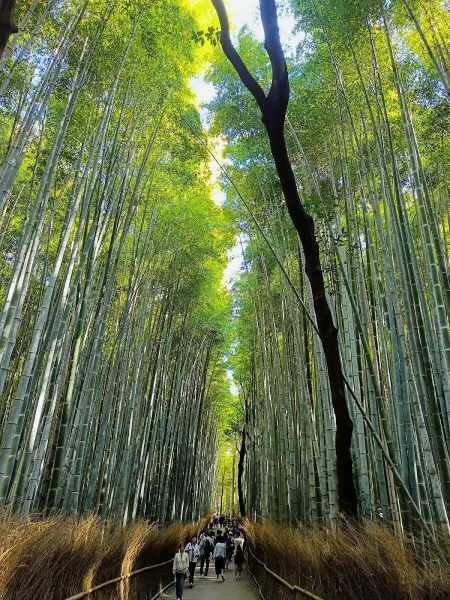 嵐山竹林小徑