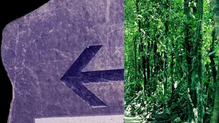 Bise-Fukugi Tree Road