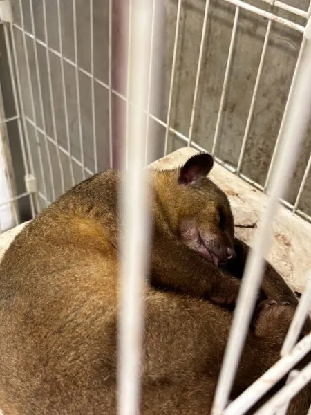 Hongdae Zoo