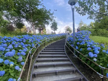 Hydrangea Stairs at Symbol Promenade Park