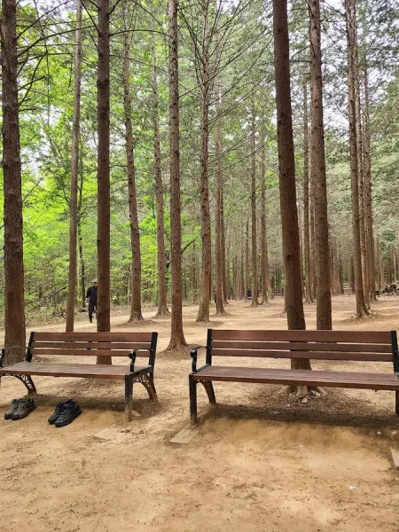 건지산품안의숲 전북대병원편백숲