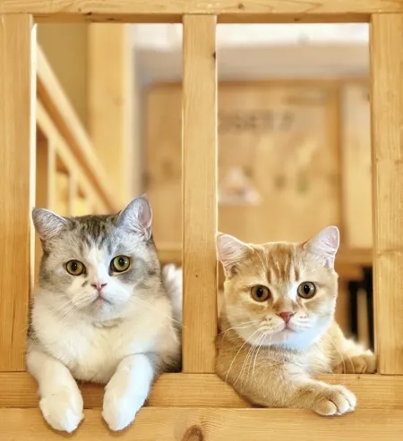 Sinchon CAT CAFE Cat’s Loft