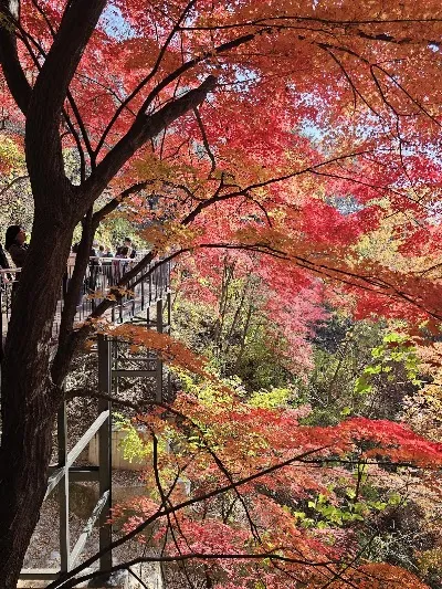 Namsan Sky Forest Trail