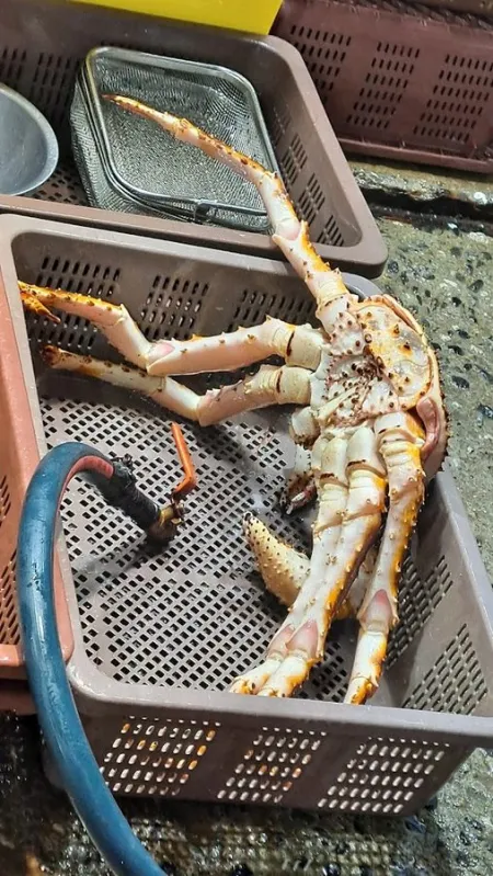 Gangdong Susan