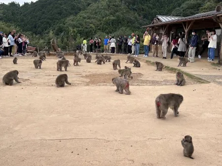 嵐山猴子公園