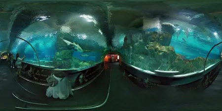 Kongbul