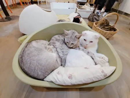 Cat Garden