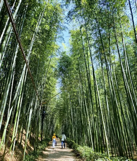Seomjingang Bamboo Forest Trail