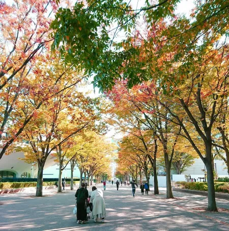 Yoyogi Park Zelkova Avenue