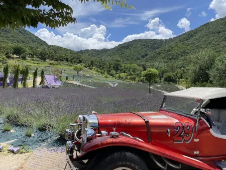 Busan Lavender Farm