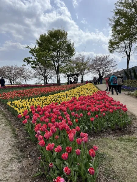 Tulip Garden