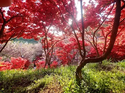 Wansan Chilbong Flower Hill