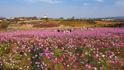 Anseong Farmland