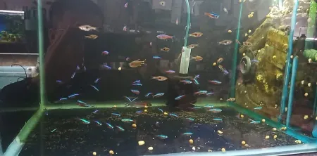 Cường Nguyễn AQuarium