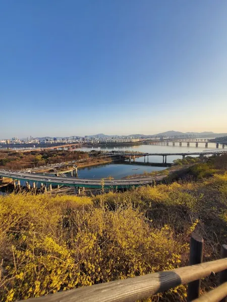 Eungbongsan Forsythia Festival