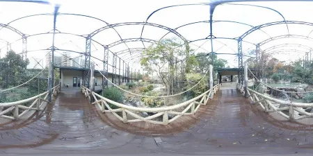 Bird Paradise