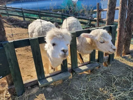 Daegwanryung baby animal farm
