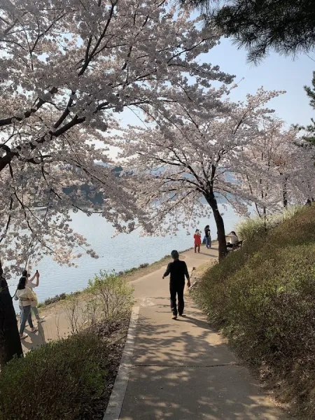 공지천 벚꽃길