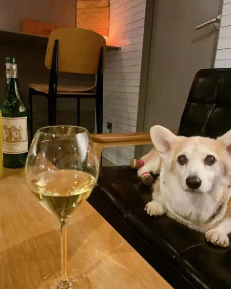 Winebar Nico Somm