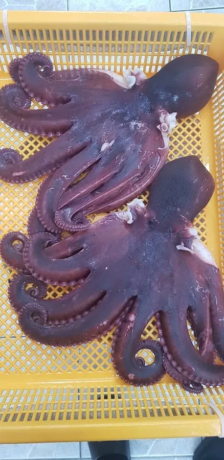 民載爸爸生魚片店