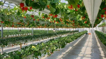 Pocheon Strawberry Healing Farm