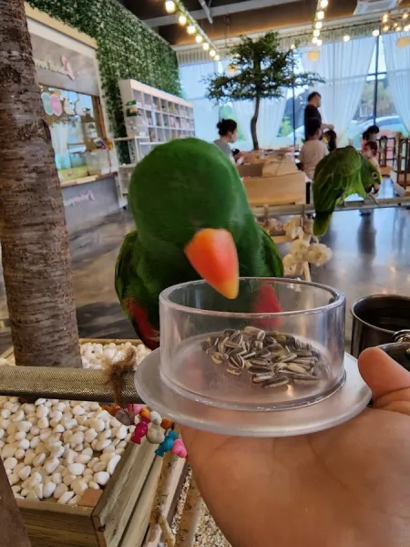 리프패럿 용인점 스테이