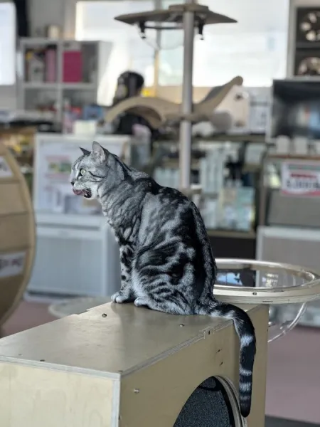 Gangneung Cat Cafe Ssudam Ssudam