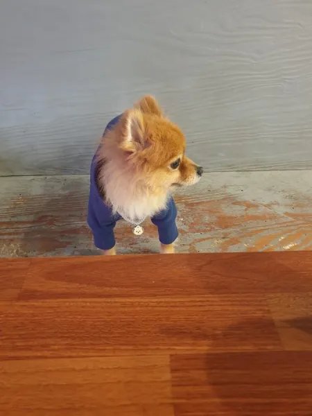 독크루