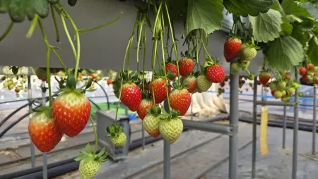 Very Good Farm