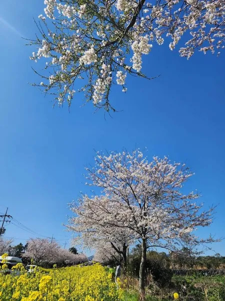 Noksan-ro Yuchae-gil