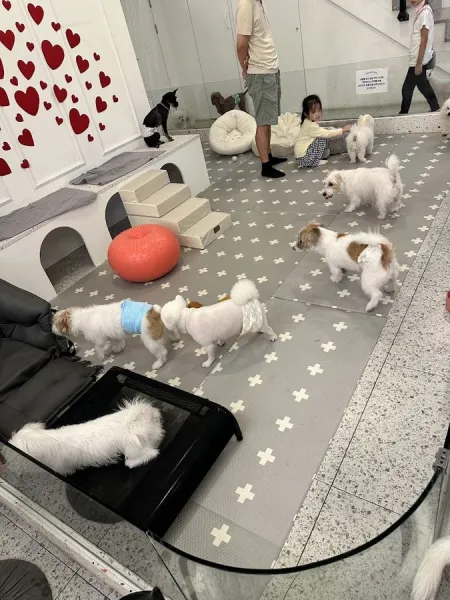 Kindeodog