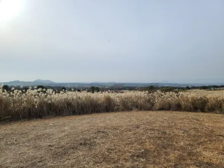 於音里 紫芒 群落地
