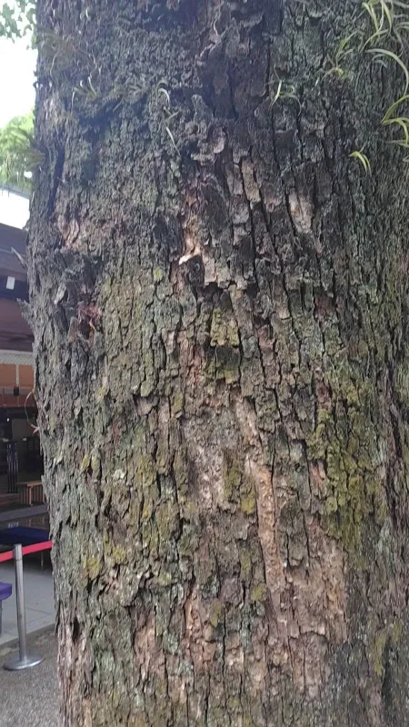 Atsuta-jingu Shrine