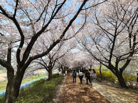 벚꽃명소