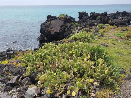 Wollyeong-ri Cactus Colony
