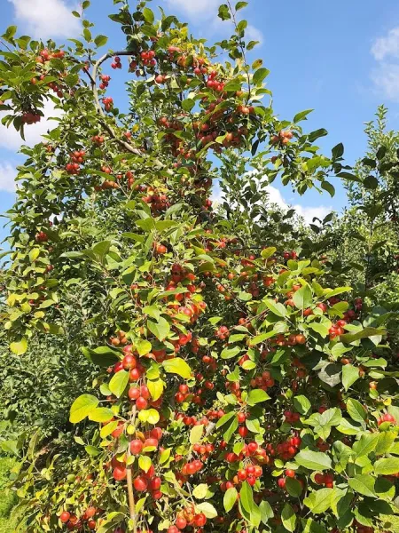 Boss Apple orchard