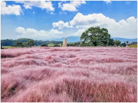 Cheomseongdae Pink Muhly