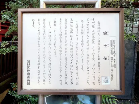 金王桜 (渋谷区 金王八幡宮)