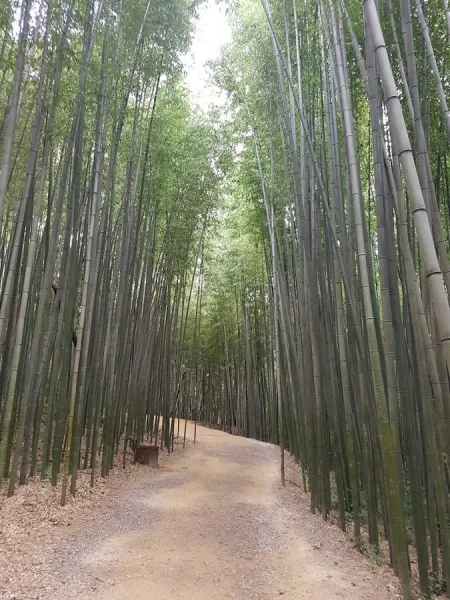 Damyang Bamboo Festival