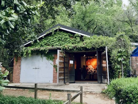 Yangnim-dong Holly Tree