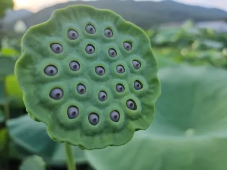 Gomnae Lotus Field