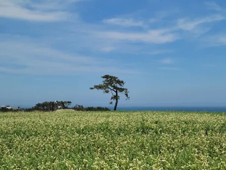 Rapeseed Field