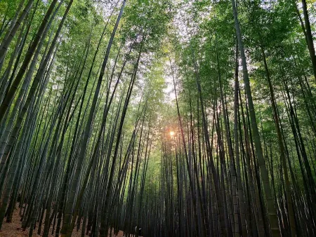 Ahopsan Forest