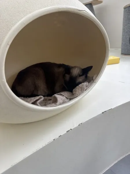 宇宙ロキャット