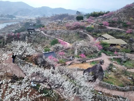 Gwangyang Maehwa Festival Information Centre