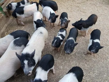 江陵赤ちゃん動物農場