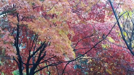 Yulmok Park