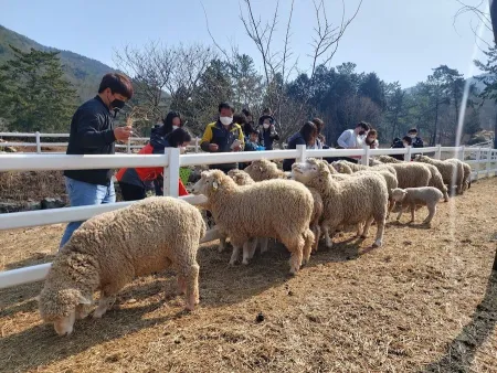 남해양떼목장 양마르뜨언덕