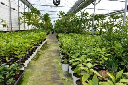 Damyang Coffee Farm